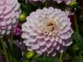 Pale lilac dahlia